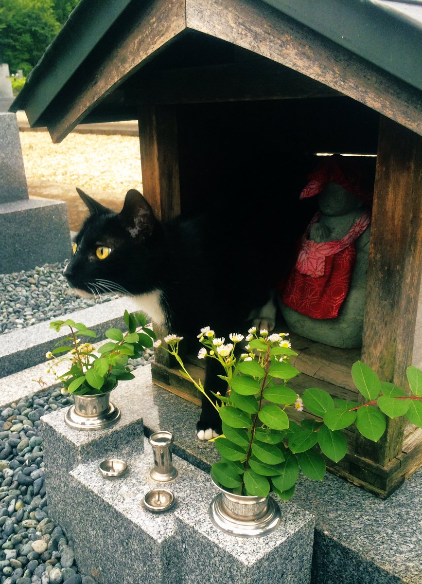 川瀬七緒 tweet media