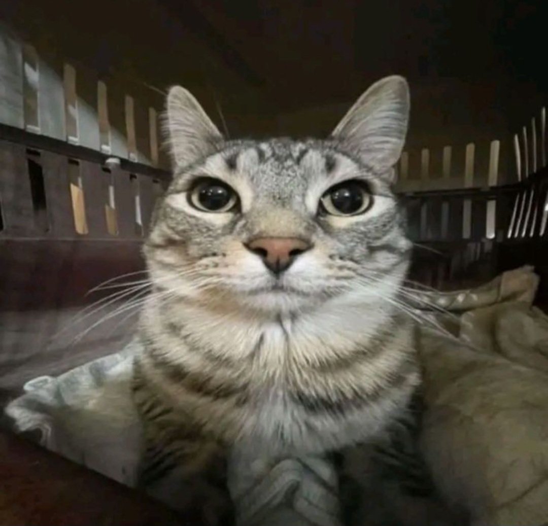 Le voy a contar una cosa super extraña mia

Cada que escucho música me pongo a mover la lengua de arriba abajo izquierda y derecha para hacer un charteo del fnf

Juzguen