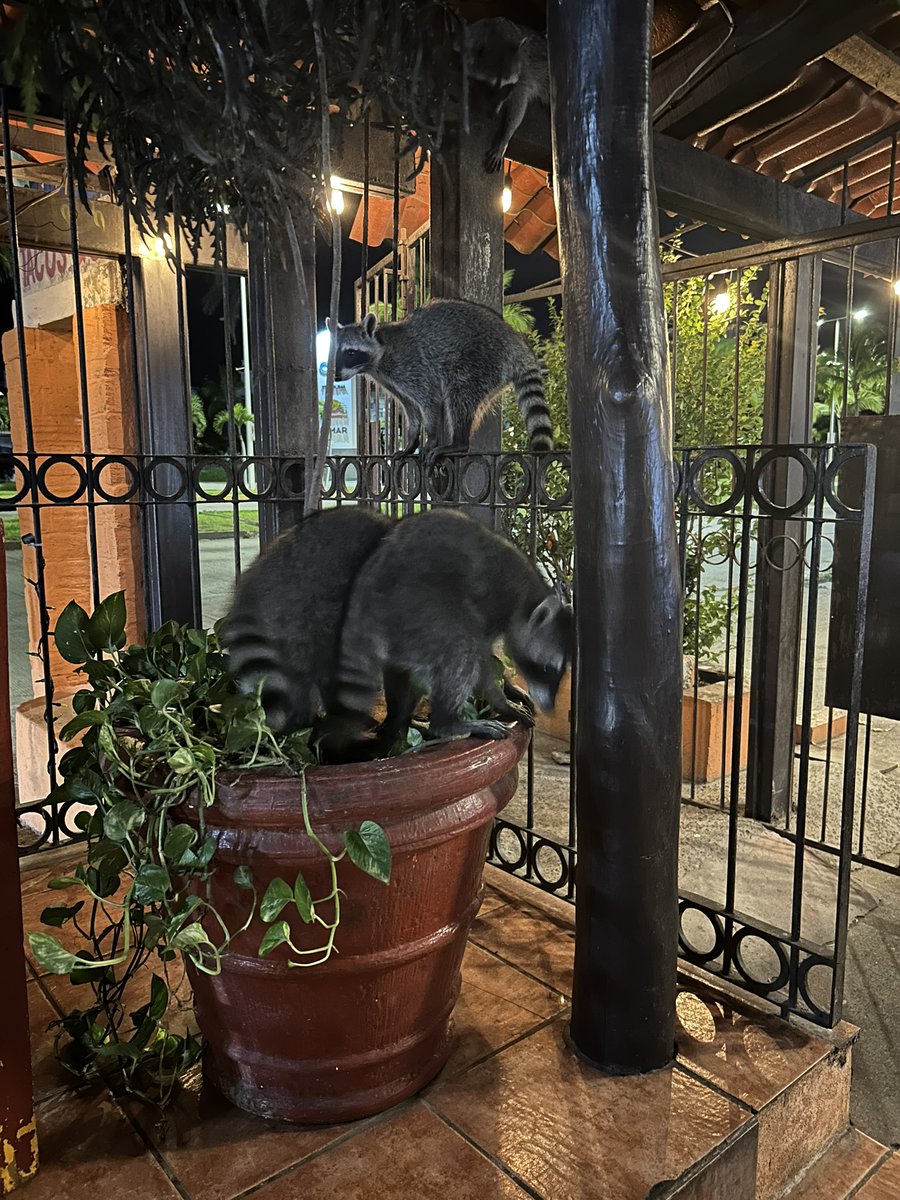 audrey lin 👻 (@undeaddandy) on Twitter photo TY #SMBE2024 for the best dining experience ever at Los Mapaches Taqueria!!! I had no idea how unfulfilled my life was until I had to fight a dozen trash pandas for my dinner in Puerto Vallarta. It exceeded all of my hopes and dreams.🦝😍😍😍😍 <a href="/hayley_s_m/">Dr Hayley Mountford</a> <a href="/EvanIrvingPease/">Evan Irving-Pease</a> TY #SMBE2024 for the best dining experience ever at Los Mapaches Taqueria!!! I had no idea how unfulfilled my life was until I had to fight a dozen trash pandas for my dinner in Puerto Vallarta. It exceeded all of my hopes and dreams.🦝😍😍😍😍 <a href="/hayley_s_m/">Dr Hayley Mountford</a> <a href="/EvanIrvingPease/">Evan Irving-Pease</a>