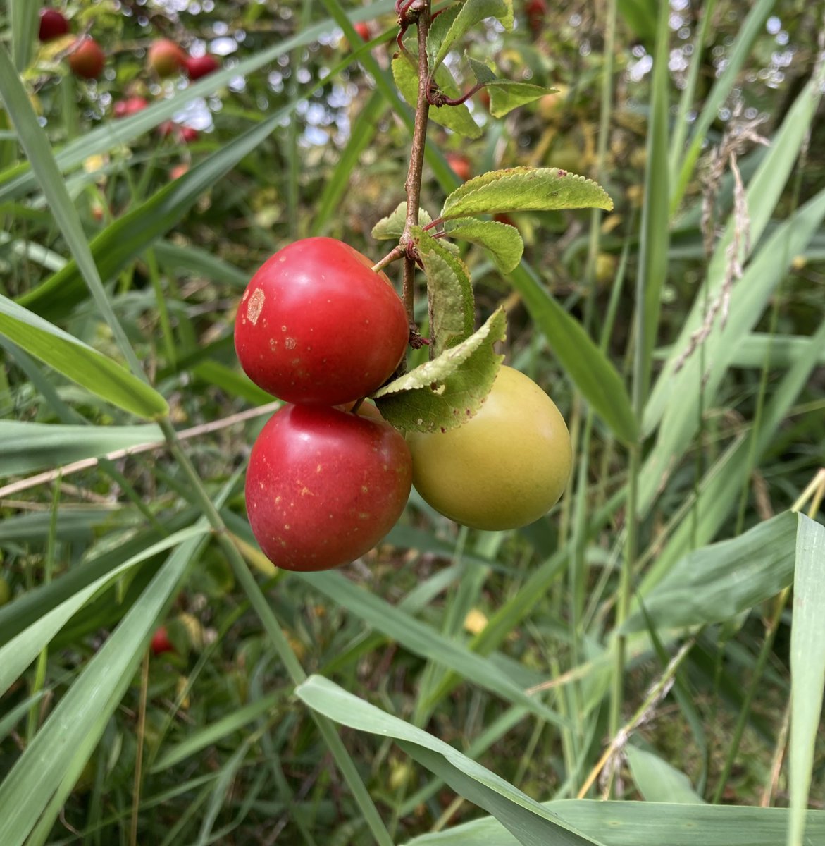 Little Stour Orchard 🍃💚🦇🦎🍃 tweet media