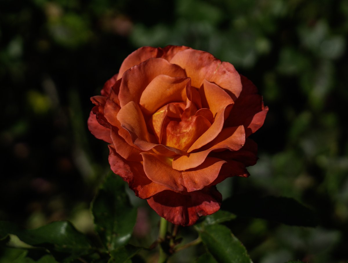 DorteHedengran's tweet photo. A beautiful rose in the late light 🌹
#Denmark #SonyAlpha #NaturePhotography #photooftheday #July22th #MondayVibes #MondayMorning #Monday #Flowers #FlowerOfX #roses
📸Dorte Hedengran https://t.co/5kN4P4Lgz4