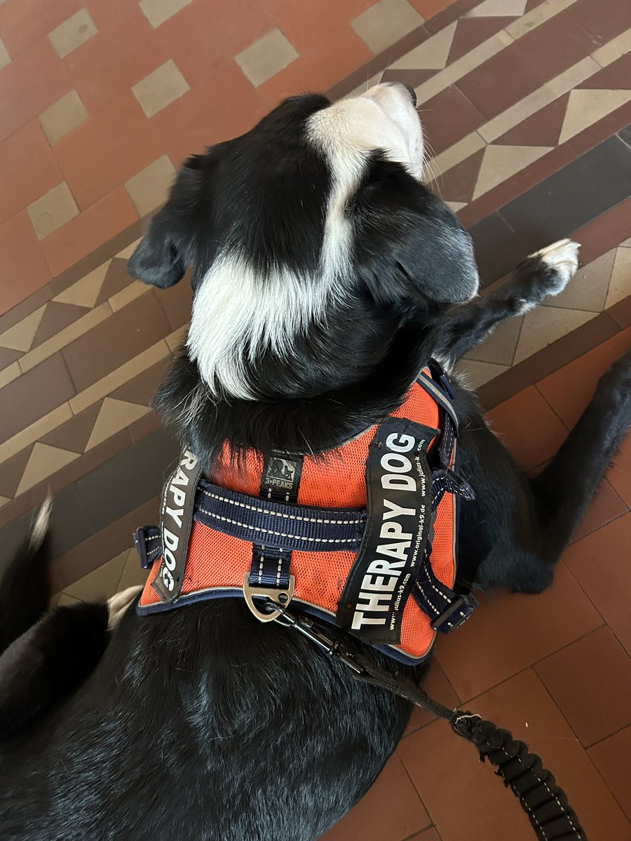 KarenBrackenri4's tweet photo. #WorldCollieDay post yer pics to so everyone can be  #CollieWobble excited about us #Collies 🐾🐾 https://t.co/QzQbLClaYb