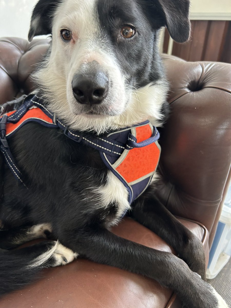KarenBrackenri4's tweet photo. #WorldCollieDay post yer pics to so everyone can be  #CollieWobble excited about us #Collies 🐾🐾 https://t.co/QzQbLClaYb
