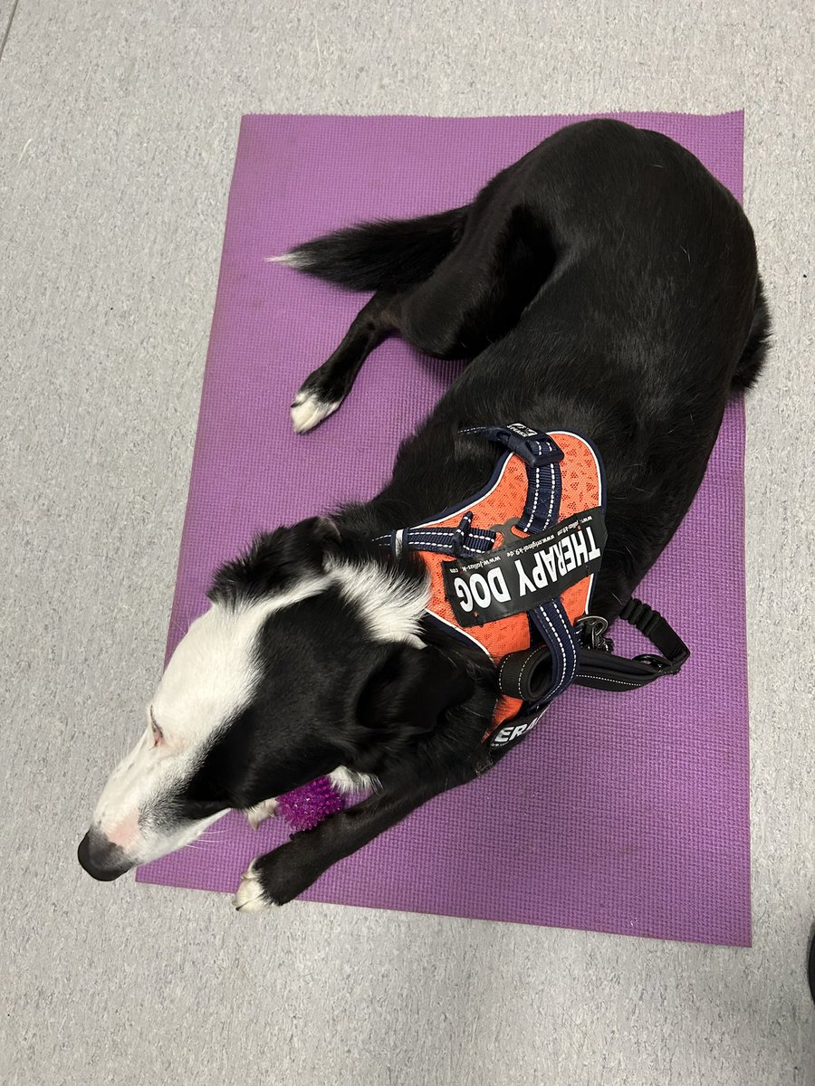 KarenBrackenri4's tweet photo. #WorldCollieDay post yer pics to so everyone can be  #CollieWobble excited about us #Collies 🐾🐾 https://t.co/QzQbLClaYb