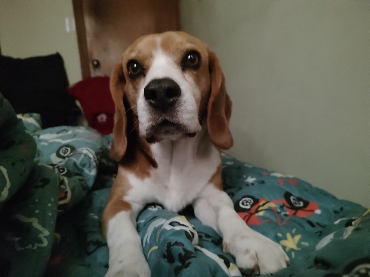 CousPrim's tweet photo. Finalmente gracias por leerme y si tienen mascotas, cuidenlas y denle todo el cariño que se merecen. https://t.co/w4b4hNaA4c