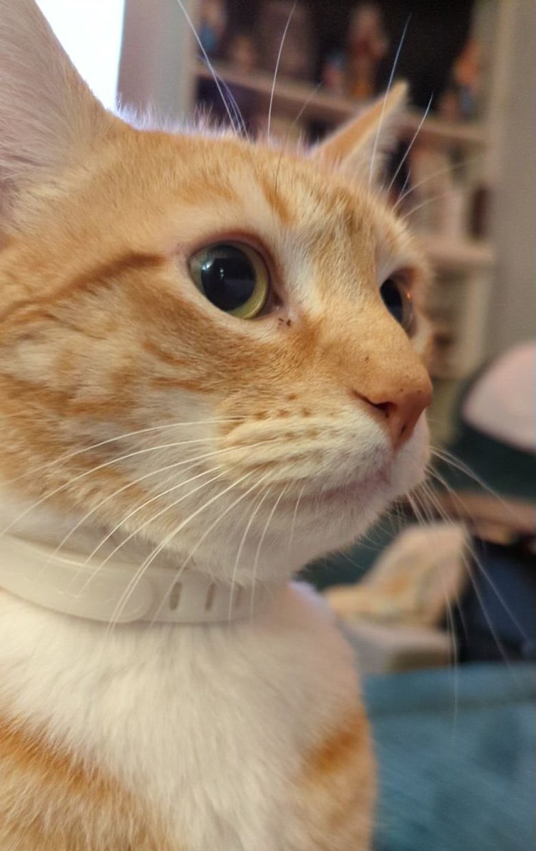 Jorts (and Jean) tweet media