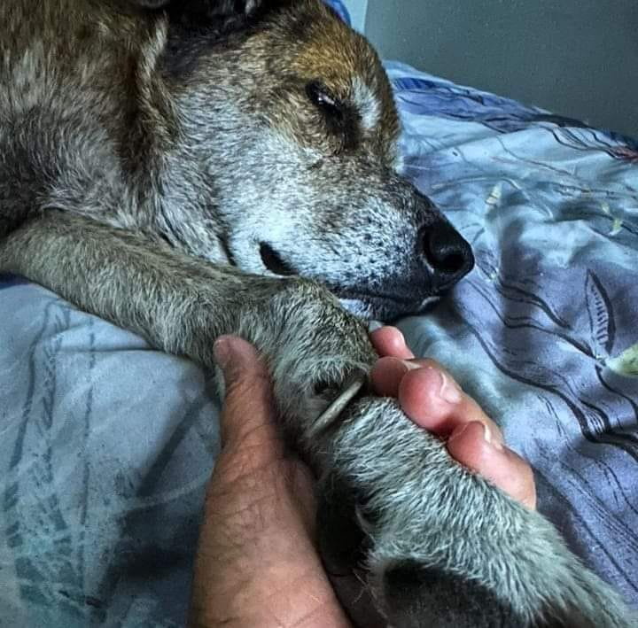 Dog Lovers tweet media