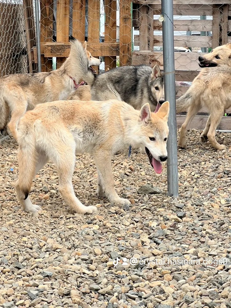 Crystal HasMara Dogs tweet media