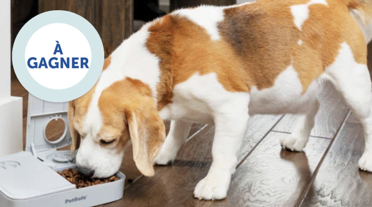 PetSafeFR's tweet photo. Follow &amp; Retweet @PetSafeFR - Absent pour le repas de votre animal ? Ne le faites pas attendre ! A gagner 1  Distributeur automatique de croquettes pour 2 repas !
1 gagnant sera désigné par TAS le 29 juillet 2024
*concours réservé à la 🇫🇷 &amp; à la 🇧🇪 https://t.co/3DDd91iNLP