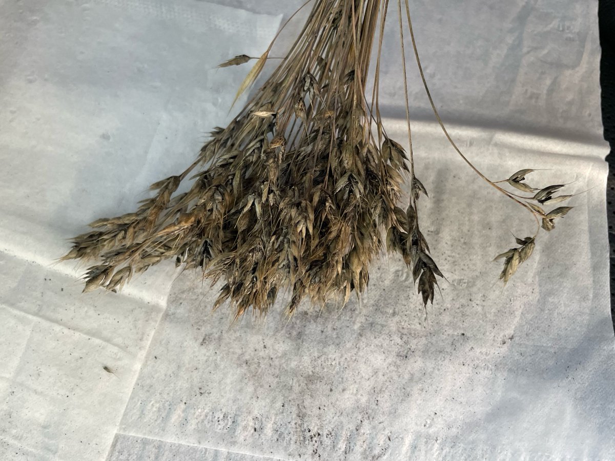 As grass harvesting continues, I've received  calls about "soot or black dust" seen during swathing. This is loose smut. While it's not toxic, it can sometimes make hay unpalatable, esp. for horses. Reach out for mgt advice including use of systemic fungicides.