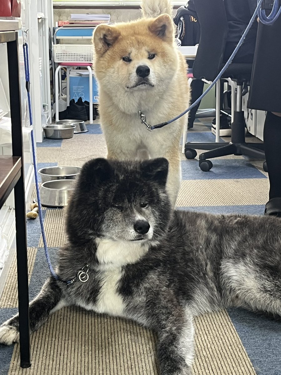 JET_MOGRA's tweet photo. 秋田犬会館で
ぎんちゃんとクロベエに会ってきました
@MetaAkitaCEO @MetaAkita https://t.co/8GoYObpH9U