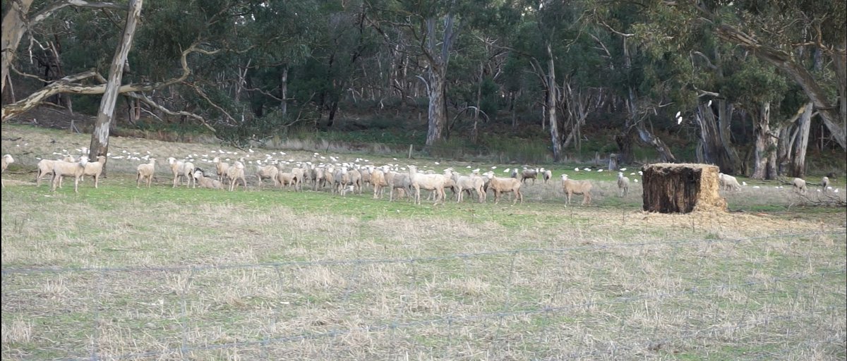 Southern Farming Systems tweet media