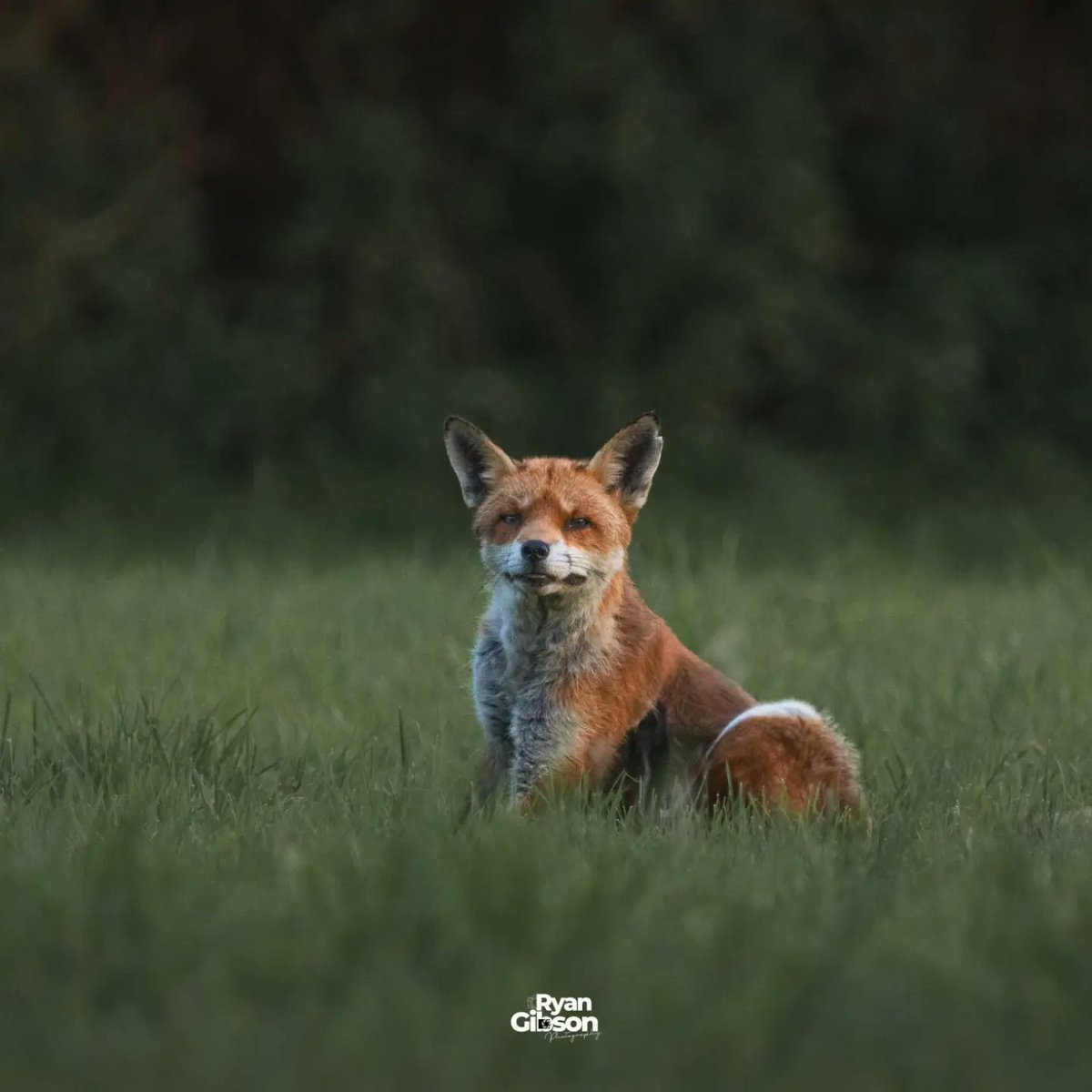 Ryan2gibson's tweet image. IM WATCHING YOU 👀 

The local residents of Primrose meadow #thisismaldon 
Chilling in the early evening sun 🌆 🌞 

#fox #foxeyes #wildlifephotography #localwildlife #wildlife #essexphotpgraphy #Essex