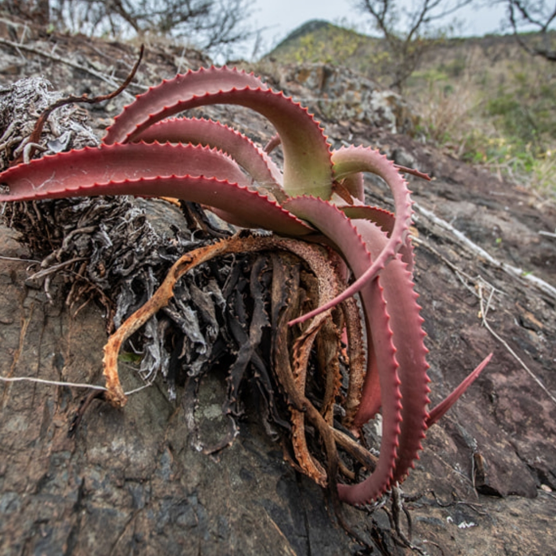 📍LEOPARD MOUNTAIN: One of our unique plants in the area – albeit this one may be a bit tired.

📷: @graemepattersonphotography
.

.

.

#africansafaricollective #asc  #leopardmountain #manyoniprivategamereserve #zululand #kzn #conservation #unforgettablesafaris #floraofmanyoni