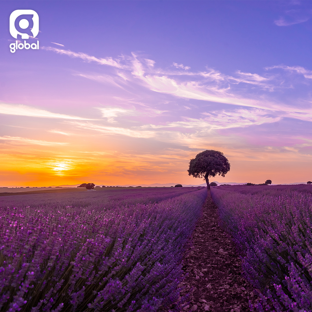 ¿Necesitáis un plan para disfrutar del Exterior este mes?
Los campos de lavanda en flor es una de las escapadas estrella, con sus decenas de terrenos teñidos de lilas, morados y violetas. Uno de los lugares más destacados es la población de Brihuega, Guadalajara. #planesverano