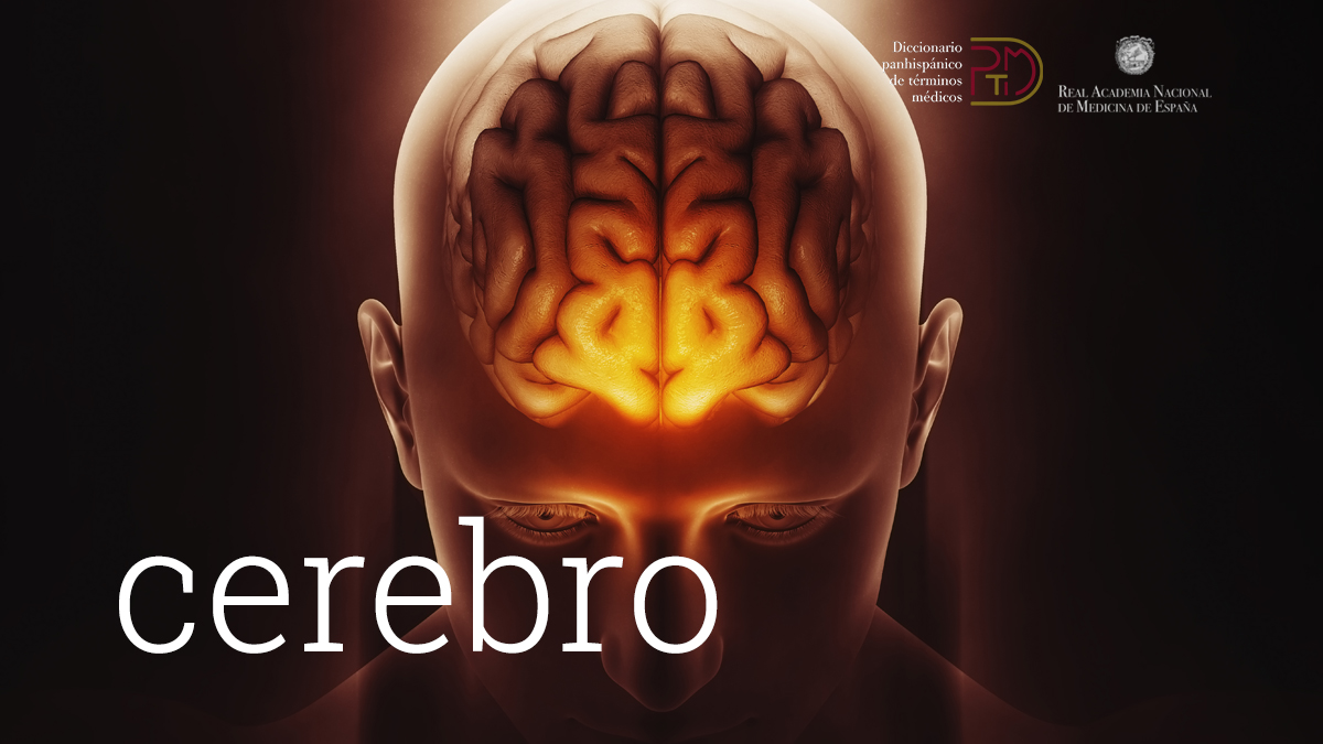 ranm_es's tweet photo. El término «cerebro» se emplea a menudo de forma errónea con el sentido de «encéfalo», ya que en inglés se usa la misma palabra (brain) para las dos estructuras. #DíaMundialDelCerebro
Descubre más en el #DPTM: https://t.co/Itxfqoa3OL https://t.co/uhguLNxx1c
