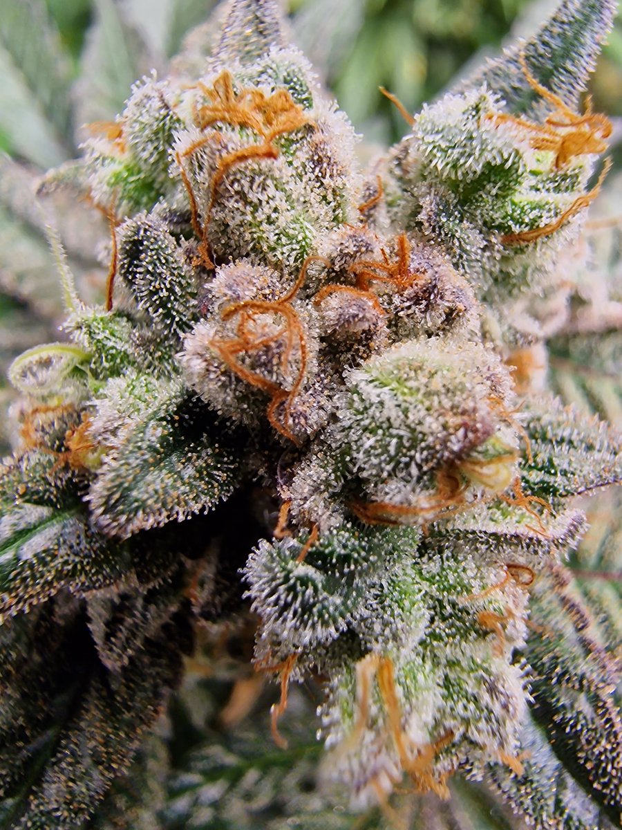 Radacresch tweet media