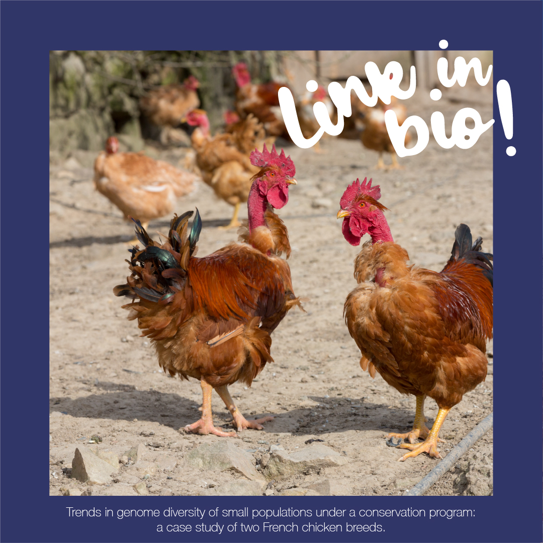 ERFPAnGR's tweet photo. 🐔📉 Livestock biodiversity is declining at unprecedented rates.
A study on French chicken breeds shows that consistent conservation programs limit genetic diversity loss and inbreeding.
Read more: https://t.co/PziXL90gKe
#ERFP https://t.co/td8yZrPbMN