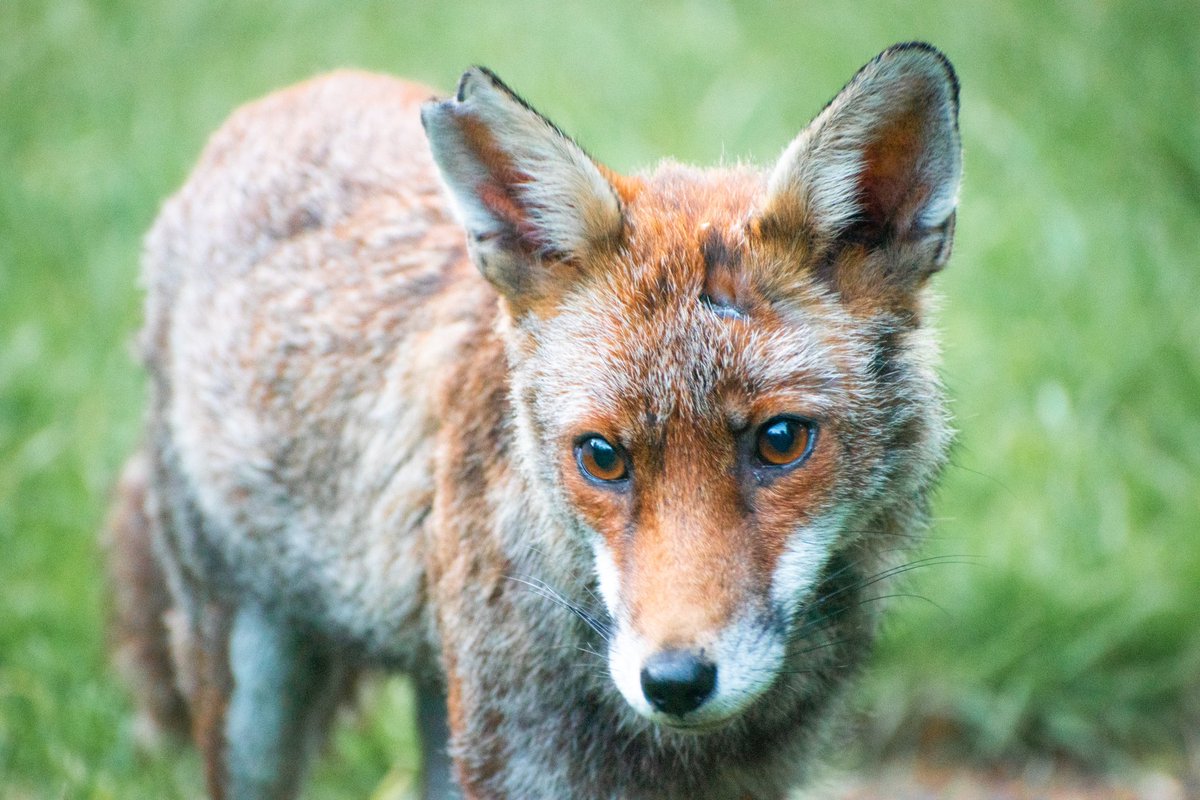 AndyKeeble's tweet photo. This rather tatty boy visits us each evening. @ChrisGPackham  #FoxOfTheDay https://t.co/KD4JNqOoid