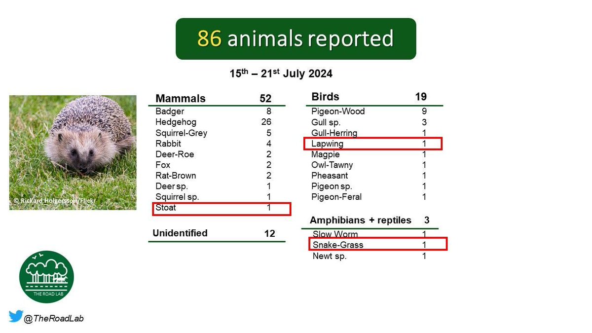 The weekly #roadkillreport is out!

86 animals were reported last week with Hedgehogs as the top species.

Unusual spots this week included a Grass Snake, Lapwing and a Stoat.

Seen roadkill and want to help? Report it here:  buff.ly/4fgWAnx