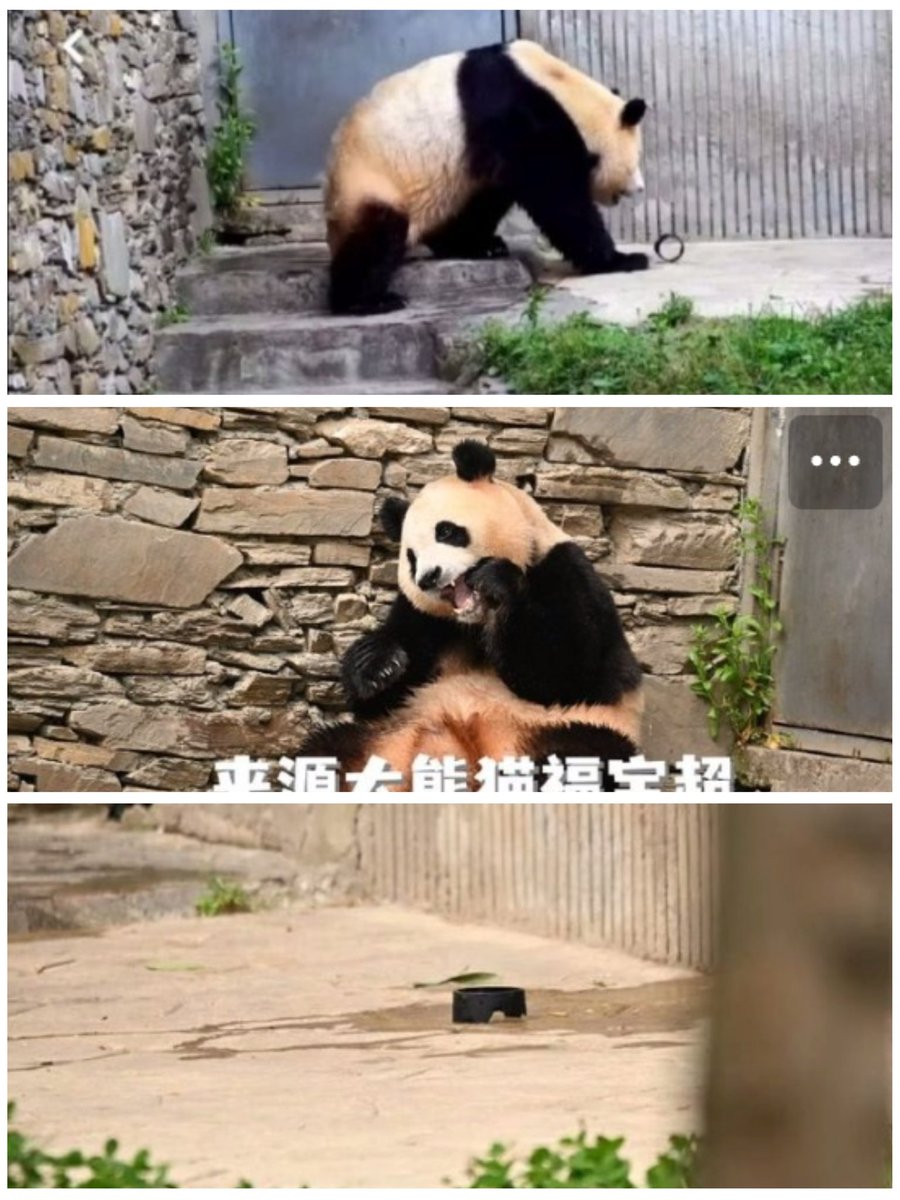 panda_fubao's tweet photo. 관람객 이물질 투척사고
기지내 흡연
방사장에 침뱉기

도대체 이번이 몇번째인가요?
사고는 한순간입니다
되돌릴 수 없습니다
또 출입금지입니까?
판다 한마리가 죽어야 조치를 취할겁니까?

당장 유리벽을 설치 하세요 !!!

#푸바오가위험해요 #Fubao_in_danger #CCRCGP @ipandacom 
출처 웨이보 https://t.co/hpanPKjd90