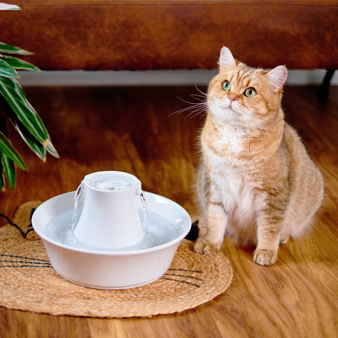 Giveaway🐾
We are giving you the chance to win the Avalon Pet Fountain!
To enter: retweet, comment and follow @PetSafeUK
#Giveaway #Competiton