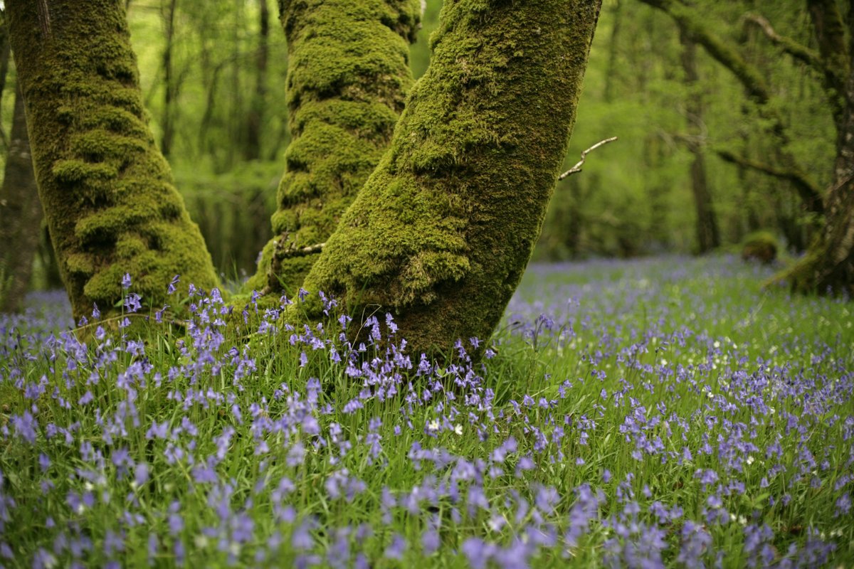 RSPB Scotland (@rspbscotland) on Twitter photo Today’s announcement of a proposed new National Park for Galloway is brilliant news. Last year’s State of Nature Report revealed that across Scotland the wildlife we all love is in perilous decline, with some species being pushed to the brink of extinction in Scotland. In Today’s announcement of a proposed new National Park for Galloway is brilliant news. Last year’s State of Nature Report revealed that across Scotland the wildlife we all love is in perilous decline, with some species being pushed to the brink of extinction in Scotland. In