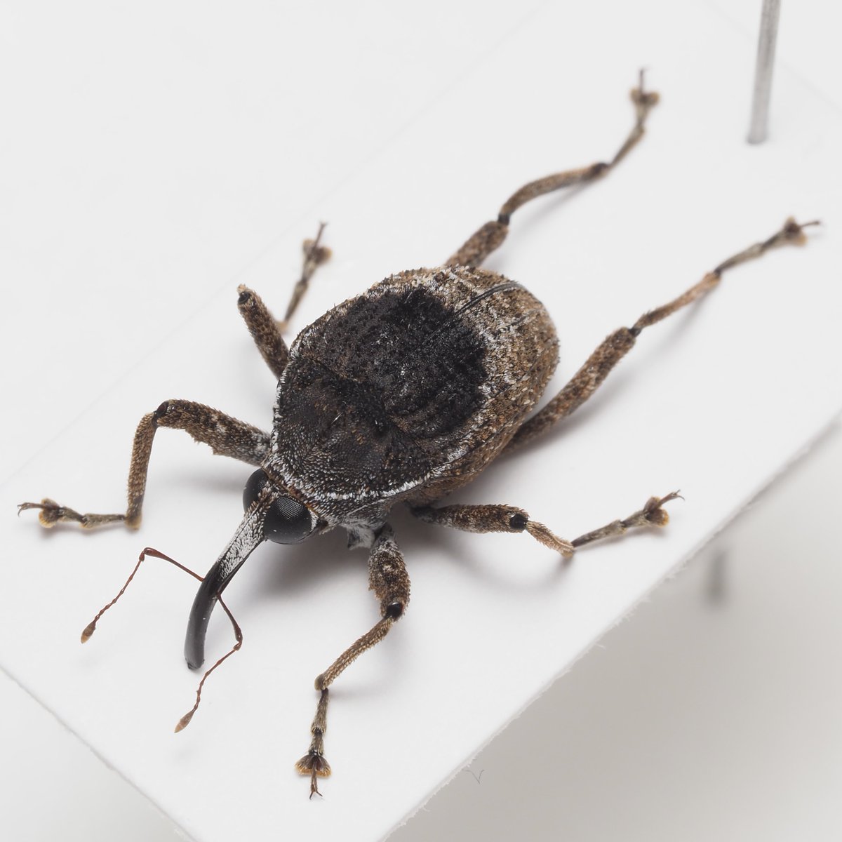 虫食いのある木の実に擬態している？という南米のゾウムシ、背中に黒い