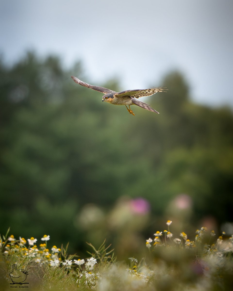 When the tranquil atmosphere of your summer evening is interrupted by the warning calls of smaller avian friends, take a look around. Your view may reveal a Sparrowhawk swooping in remarkably close, on the hunt for its next meal. #birdingisthebest 🍀💙🤞
#TwitterNatureCommunity