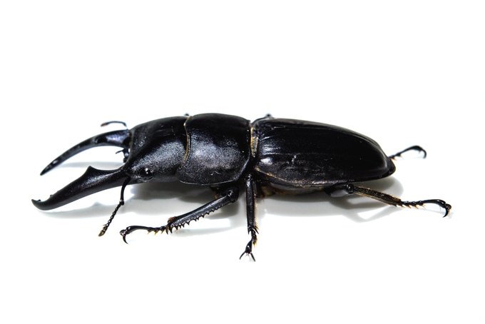 ヒラタクワガタの横側から見た厚み好き 