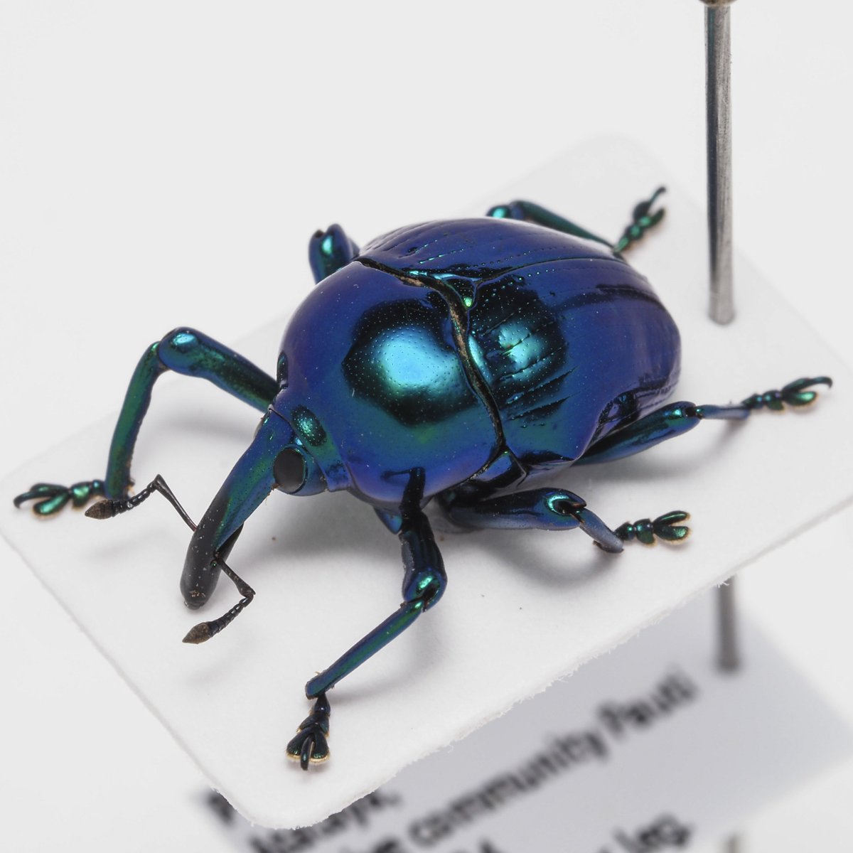 BRUTUSにも載ってた青いEurhinus festivus、綺麗ねこれは