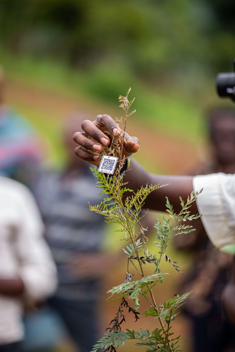EcoForestRW's tweet photo. More #trees mean more #freshair. It's a great reason why we should all take care of our trees and #monitor them daily. 

Eco Forest makes it easy – we now monitor virtually! https://t.co/Za9nTFt7pY