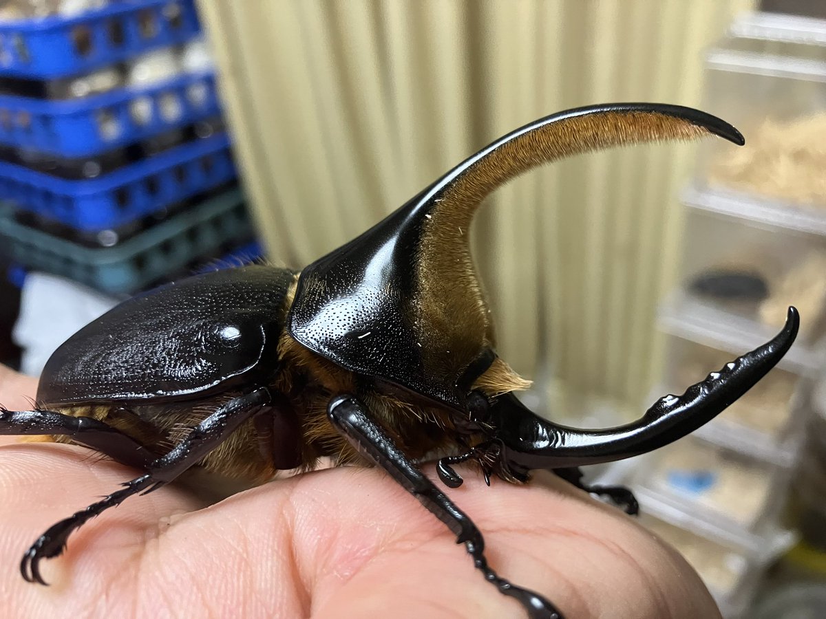 最近イベントだけじゃなくてTwitterでも サタチューンみる頻度が増え