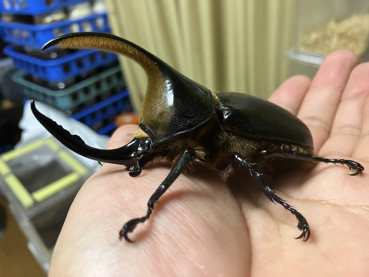 最近イベントだけじゃなくてTwitterでも サタチューンみる頻度が増え