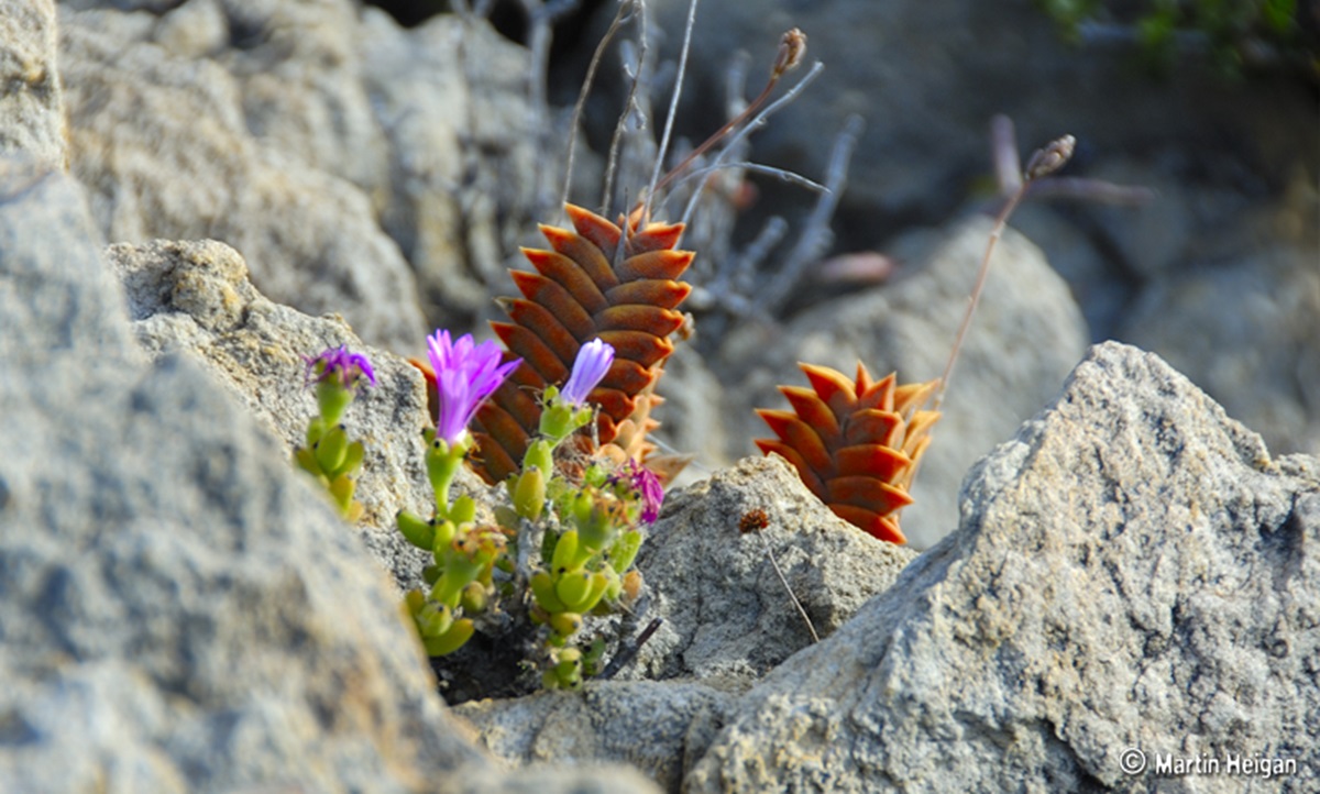 Environmental Investigation Agency tweet media