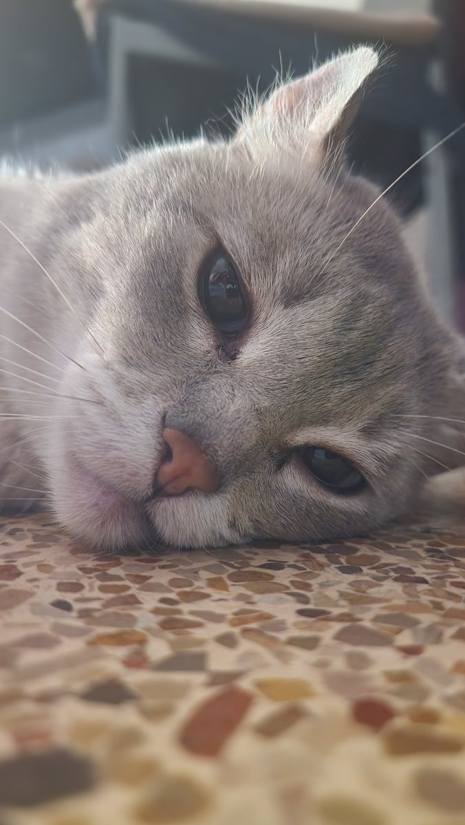 Mi humana me tiene tan aburrido que le he robado el móvil para ver vuestros meses 😋