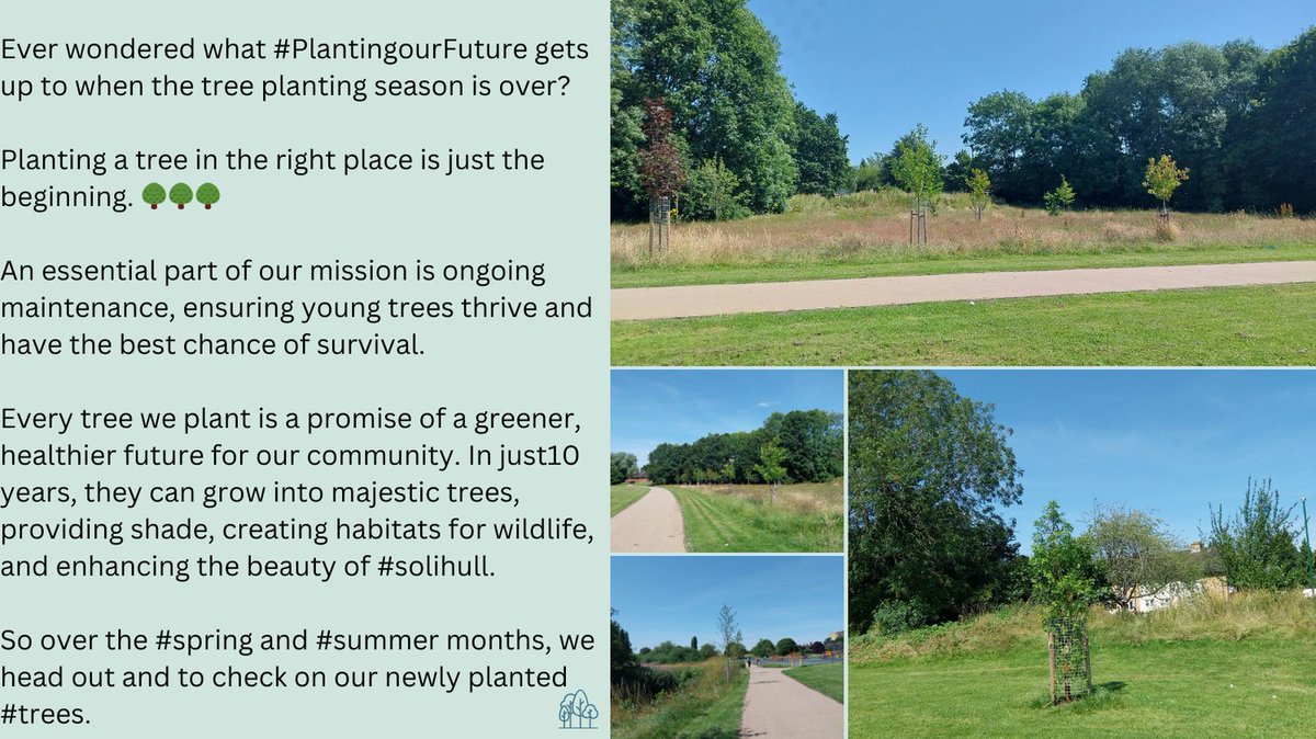 #PlantingourFuture
#babbsmill #kingshurst #LoveParksSolihull Solihull Tree Warden Group  #plantatree #GreenFuture #CommunityImpact #redwood #maple #norwaymaple #sweergum #redmaple