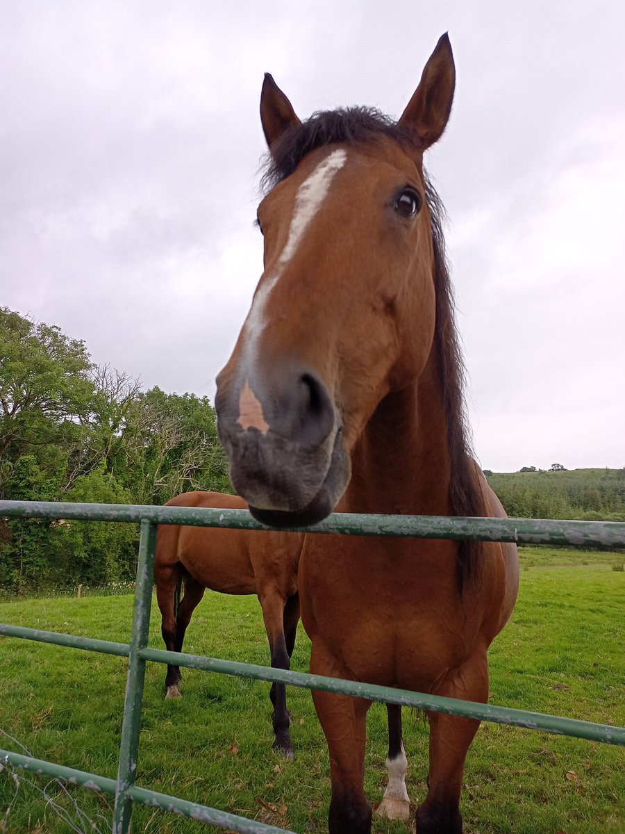 World's longest horse.