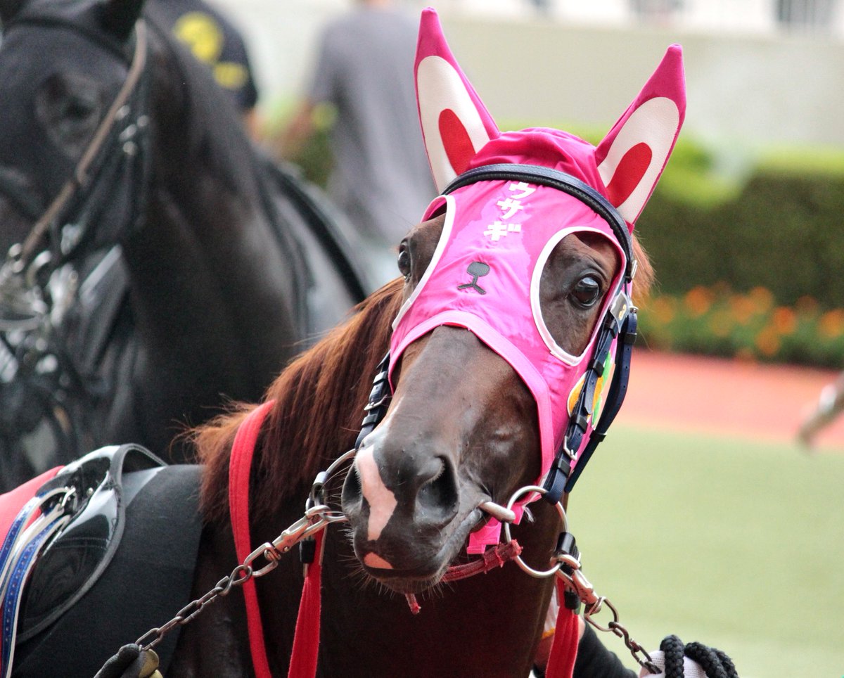 orfeto_123's tweet photo. ひまわり賞
ケイテンアイジン🐴
カシノシンボル🐴
ナンシヨウト🐴
ウサギ🐰 https://t.co/CpK5fAgMnx
