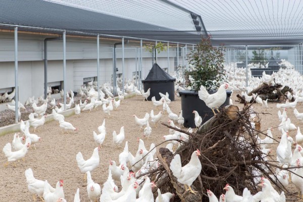 Agrifoodclicks's tweet photo. Lidl en Kipster hebben de derde Kipsterstal geopend in Barneveld en willen uitbreiden naar tien stallen. Lidl lanceerde ook  het Kipster-brood. De akkers waar het graan groeit worden bemest met Kipster kippenmest. Hiermee is de Kipster kringloop gesloten. https://t.co/teamTOZAwV