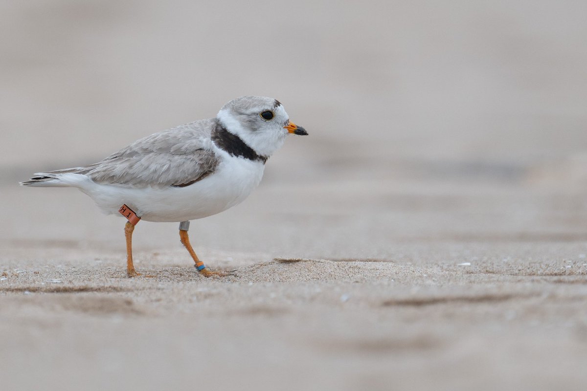 Beautiful Sea Rocket, you returned to Imani and us your perfect self. Four little chicks you brought into this world and we are learning from each of them in different ways. Safe travels, dear girl. See you next summer!

📸: Kevin Lin (Sea Rocket, July 3, 2024)
