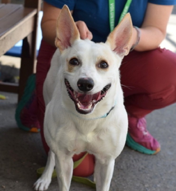 Positively precious COSMOS #198871 is a snow white bundle of love that will fill your life with happiness because of his Radiant🌟personality! 
He doesn't let stiff joints hold him back! 
He is amazing! Extremely loving 
PLZ #ADOPT #FOSTER OR #PLEDGE to attract a rescue🛟#NYCACC