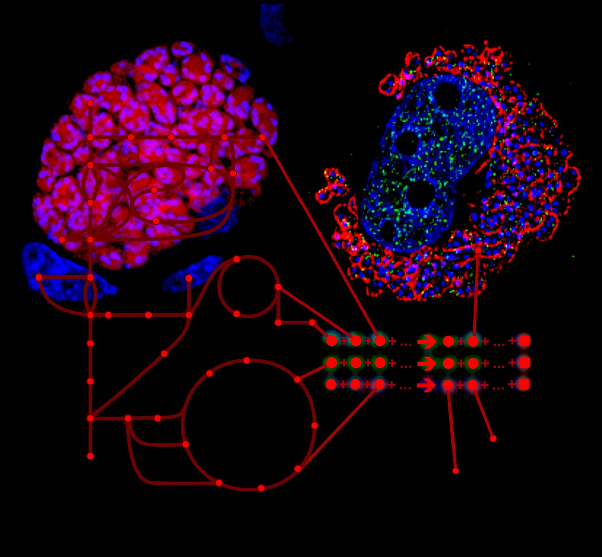 Internationales Forschungsteam <a href="/jlugiessen/">Universität Gießen</a> <a href="/unibern/">Universität Bern</a> entdeckt gemeinsame Achillesferse der gefährlichen Erreger von #Malaria und der Rinderkrankheit #Theileriose – Neuer Ansatzpunkt für Therapien gegen #Parasiten @philipp_olias uni-giessen.de/de/ueber-uns/p…