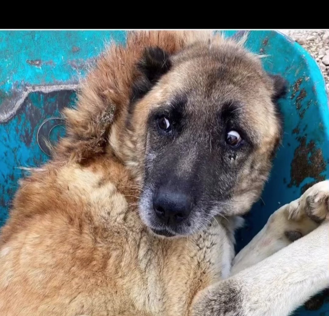 #YasaDegilCinayet #YASAYIGERİÇEK 
Zaten bu dünya onlar için cehennem 

Kalbinizin kötülüğü de sizin cehenneminiz olsun !