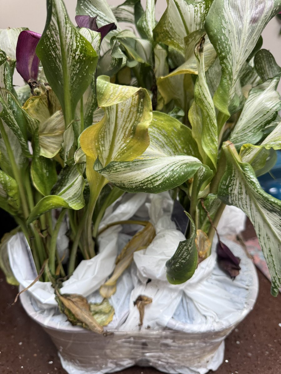 do_msm's tweet photo. @GardeningExpres Terrible delivery. 
I did not expect such a poorly delivered set of plants and I hate that I place the order, I pay, I wait and then I am disappointed! Contact me please - I would like a refund ASAP. https://t.co/Krx5RZ1sSi