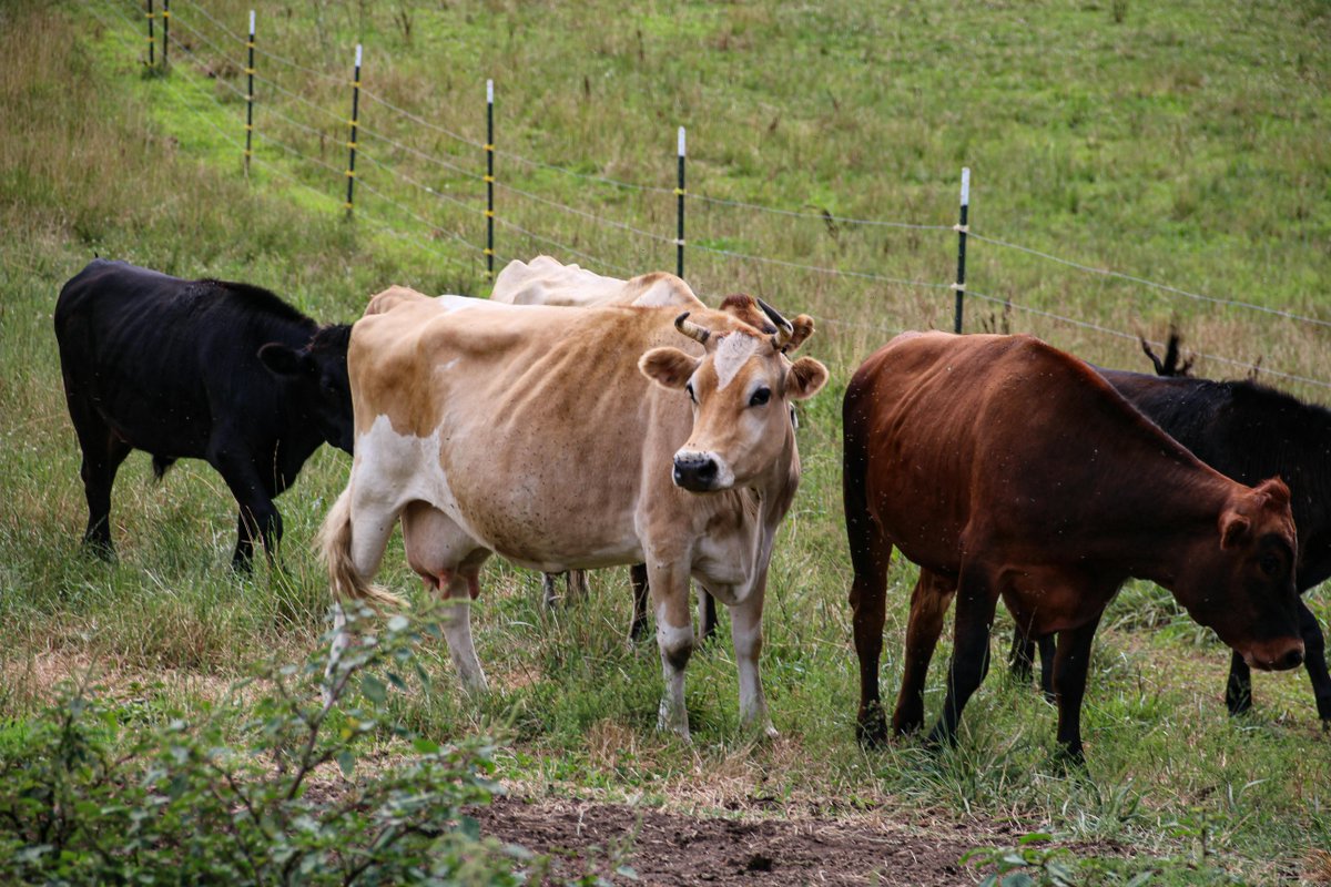 FAIRR Initiative (@fairrinitiative) on Twitter photo With 40% of annual methane emissions coming from agriculture, methane inhibitors could be a valuable climate abatement tool - but they’re not a silver bullet.
<a href="/SavageSusannah/">Susannah Savage</a> for <a href="/FT/">Financial Times</a> 👇
ft.com/content/b8f53d… With 40% of annual methane emissions coming from agriculture, methane inhibitors could be a valuable climate abatement tool - but they’re not a silver bullet.
<a href="/SavageSusannah/">Susannah Savage</a> for <a href="/FT/">Financial Times</a> 👇
ft.com/content/b8f53d…