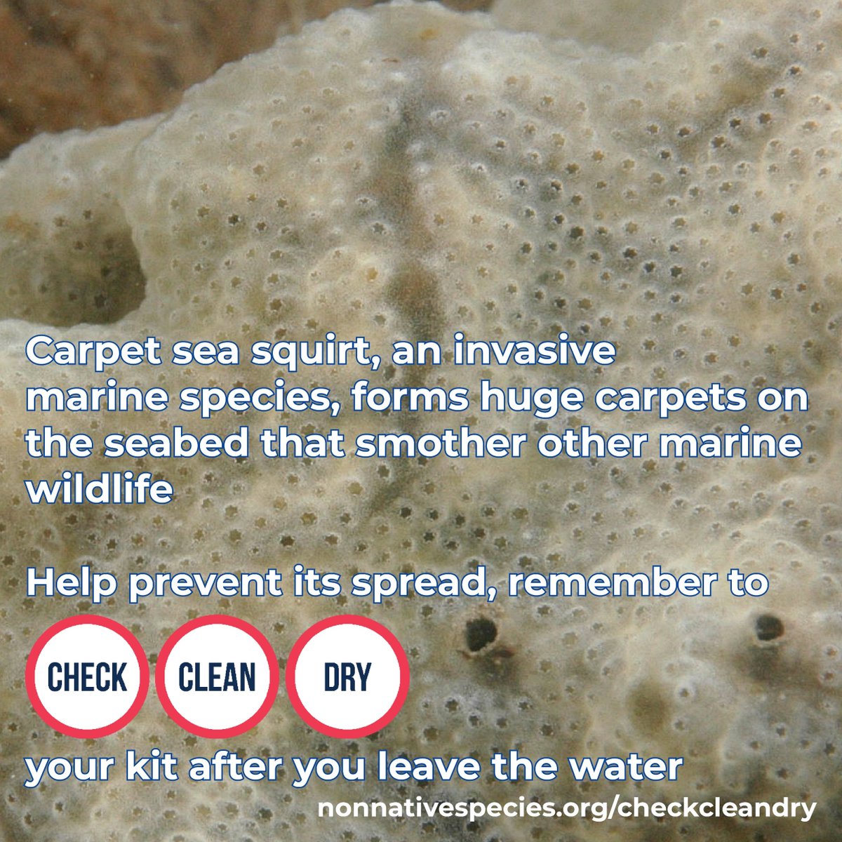Carpet sea squirt forms huge carpets on the seabed that smother other marine wildlife.

Help prevent the spread of this and other invasive species, remember to #CheckCleanDry your kit after you leave the water

nonnativespecies.org/checkcleandry