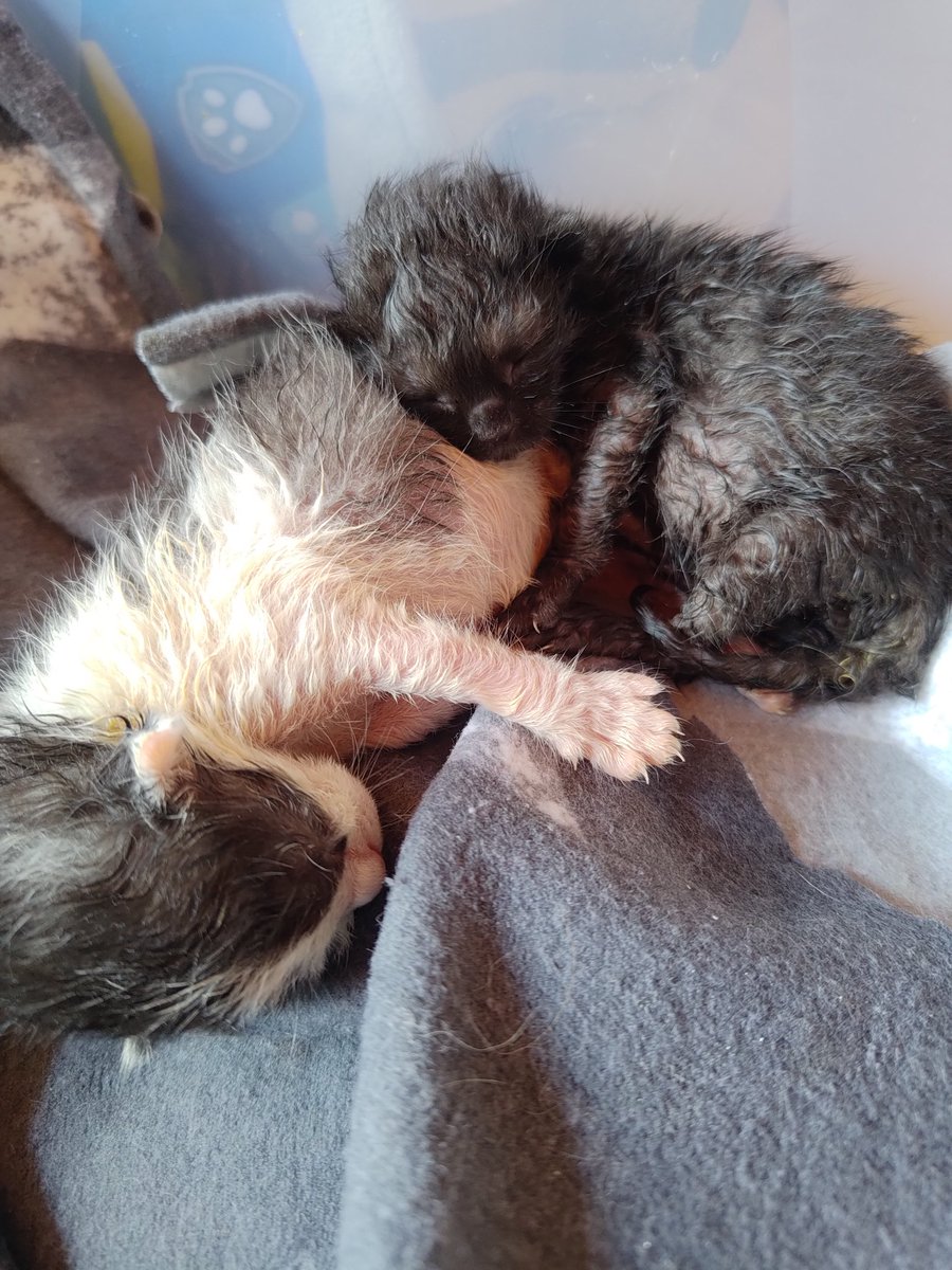 🫴GM #electrocats 
Day 3 , they gained 32g in the last 3 days and are doing very well 👌 
First it was difficult to feed them but we made it together