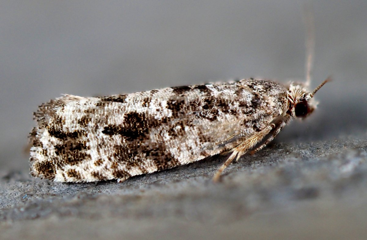 stevethemoth's tweet photo. This tortrix is driving me mad. Can anyone please put me out of my misery? Celypha woodiana was the closest I could get.
@MOTHIDUK https://t.co/Hu9kgWai6S