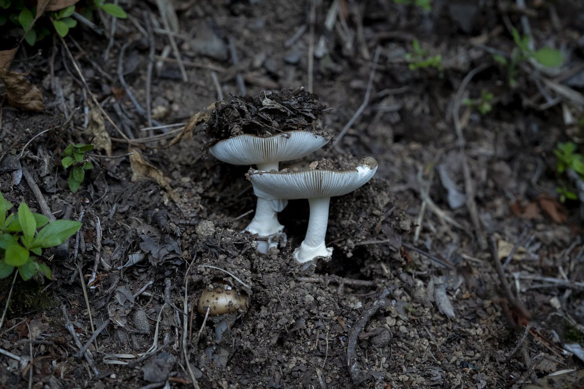 Since the rainy season began, a lot of rain has fallen and mushrooms have begun to emerge all at once. They must have been waiting for this moment. During this season when there are fewer flowers, the forest is instead bustling with the rich colors of mushrooms.